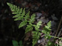 Fragile Fern